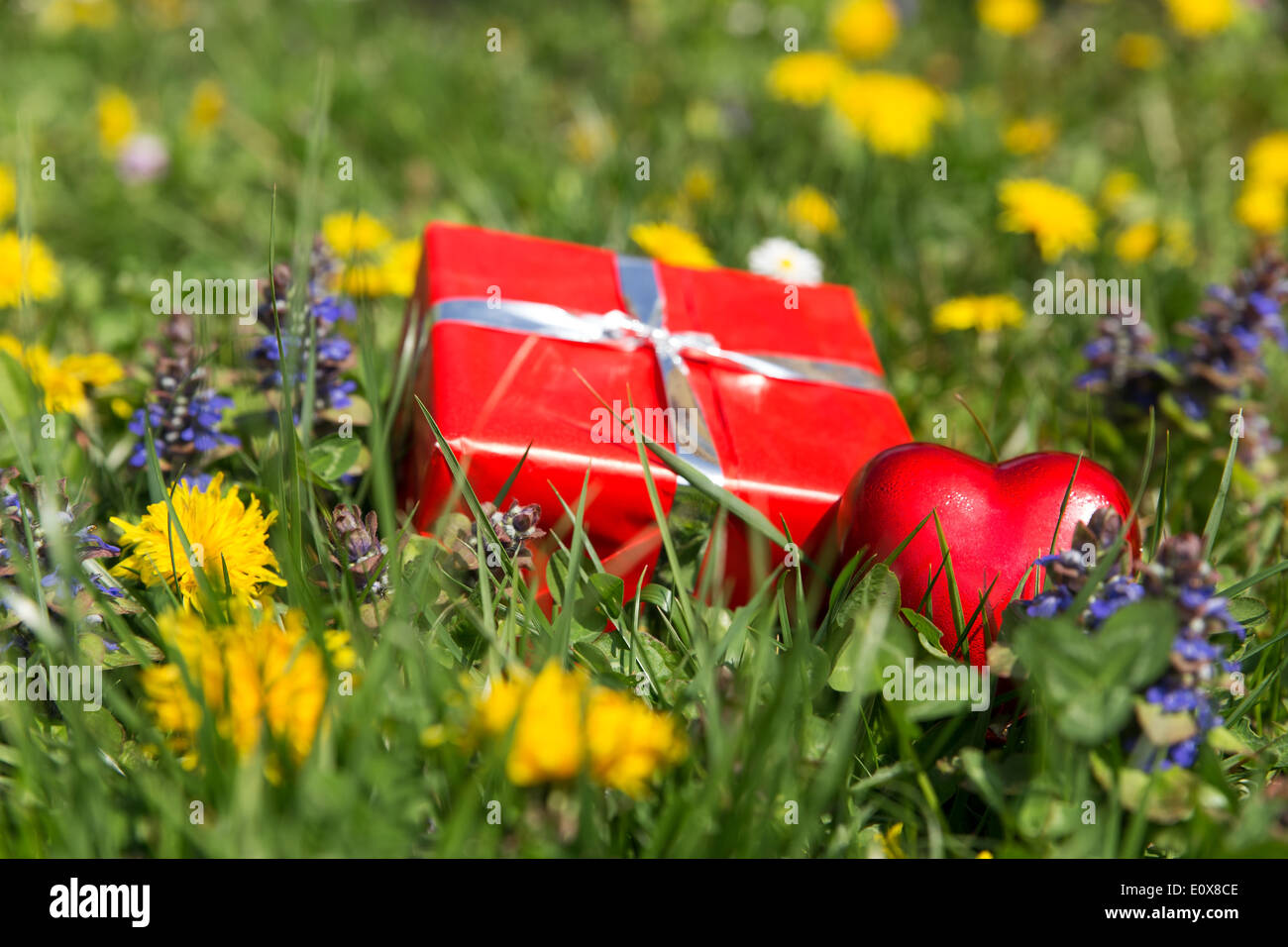a red gift and heart in front of a spring meadow Stock Photo