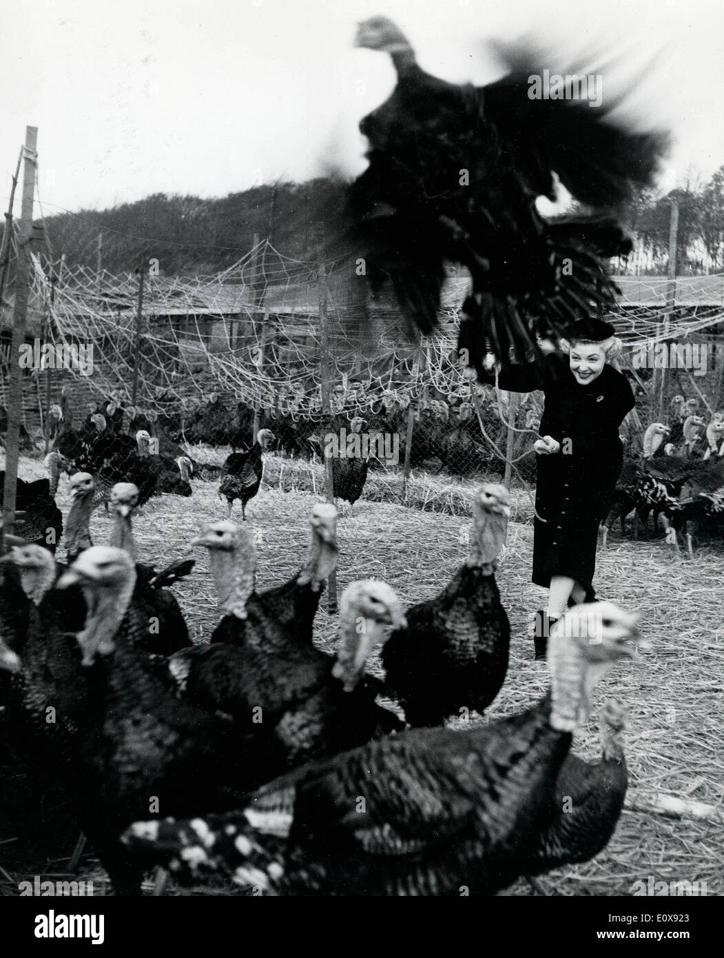 Actress Vivian Blaine chasing turkeys at Woodlands Farm Stock Photo