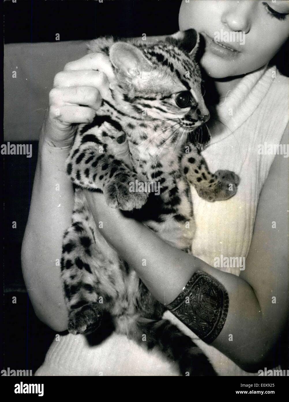 Nov. 19, 1965 - ''Snow Panther'' At Cat Show: The Annual Cat Show Opened At Salle Wagram, Paris, Today. Photo shows One Of The Attractions Of The Show, A Brazilian Cat Known As ''Snow Panther' Stock Photo