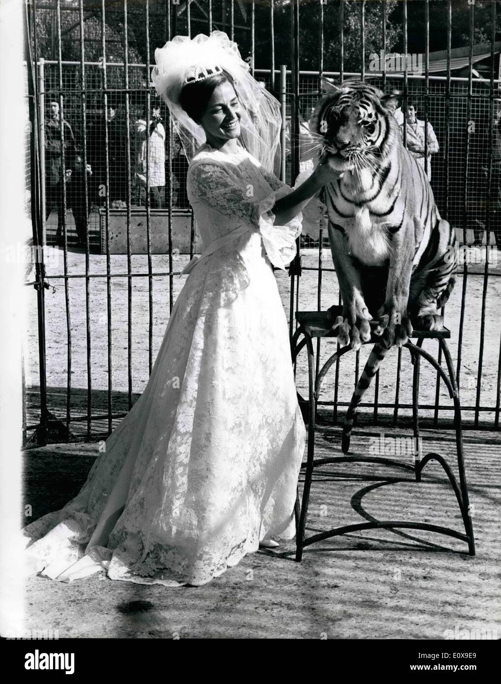 Oct. 10, 1965 - The bride who keeps a tiges as a pet.: A bride stepped into a tiger's cage yesterday and was quickly followed by a bridesmaid. The bridesmaid was afraid that the bride's wedding gown might drag on the floor of the cage. But there were also fears that the billowing bridal veil worn by Mary Chipperfield, 27-year old member of the famous circus family, might upset her pet tiger. So the bride's father Mr. James Chipperfield, and her uncle, Mr. Richard Chipperfield, also entered the cage to look after Mary and her sister Margaret, the bridesmaid Stock Photo