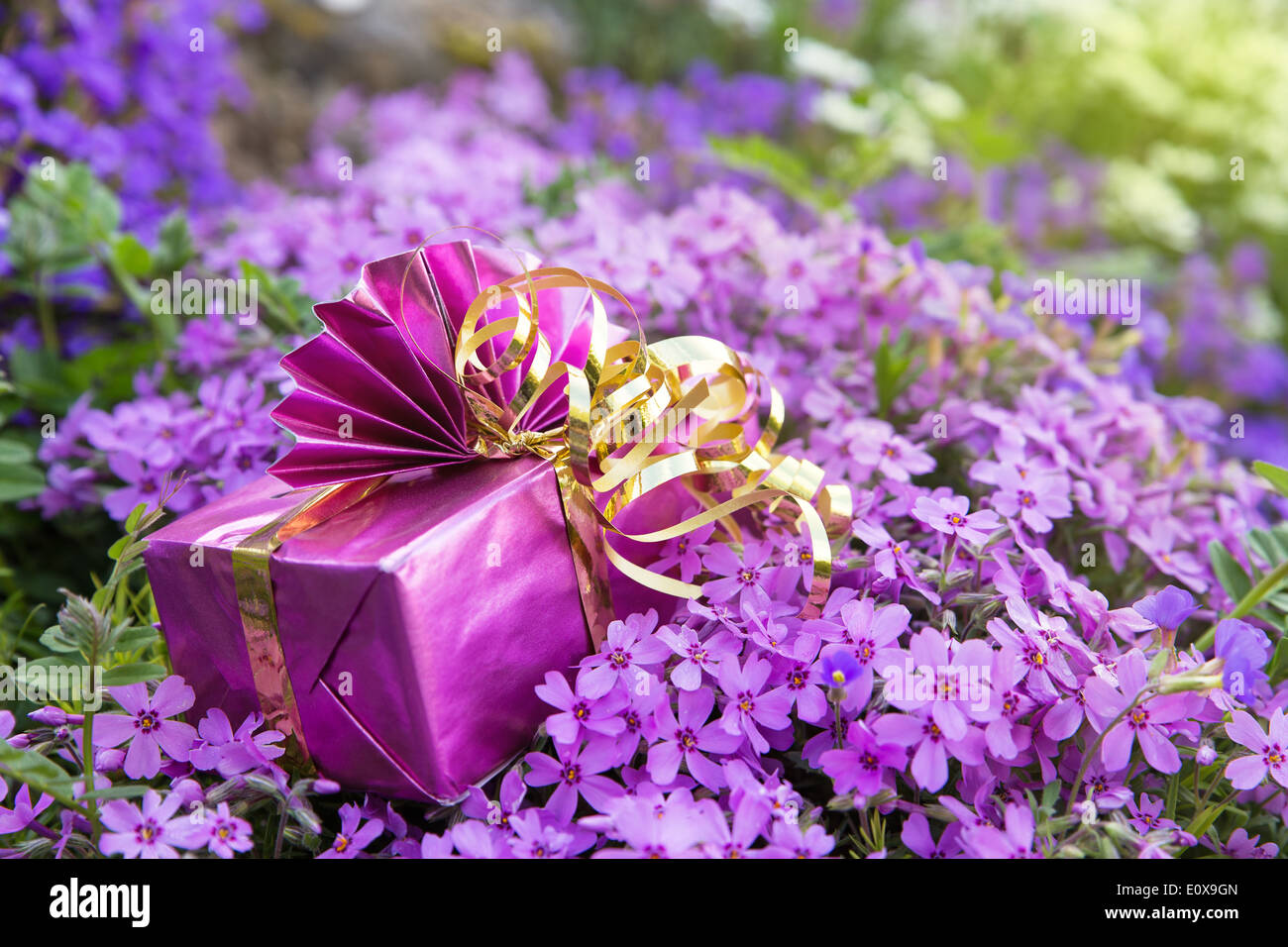 Purple bloom atop hi-res stock photography and images - Alamy
