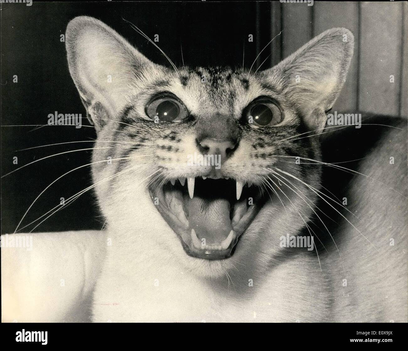 Dec. 12, 1965 - National Cat Club Championship Show: Photo Shows A fine study of ''Sukinga Cipollino'' - a Lynx-Point - new type of breed, at today's National Cat Club Championship Shows at Olympia. Stock Photo