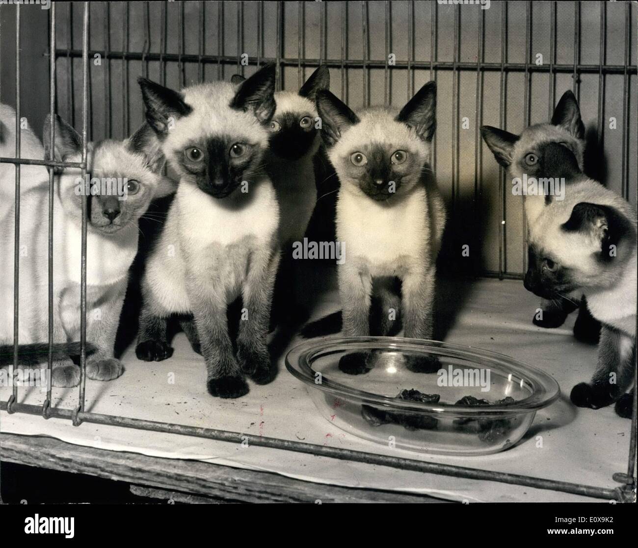 Dec. 12, 1965 - National Cat Club Championship Show; Photo Shows A litter of 7 Siamese owned by Mrs. D. Gregory, of Heald Green Stock Photo