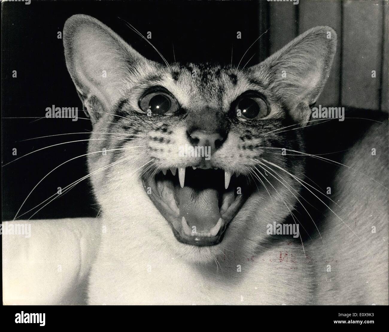 Dec. 12, 1965 - National Cat Club Championship Show. Photo Show: A fine study of ''Sukinga Cipelline'' - Lynx-Point - new type of breed, at today's National Cat club championship show at Olympia. Stock Photo
