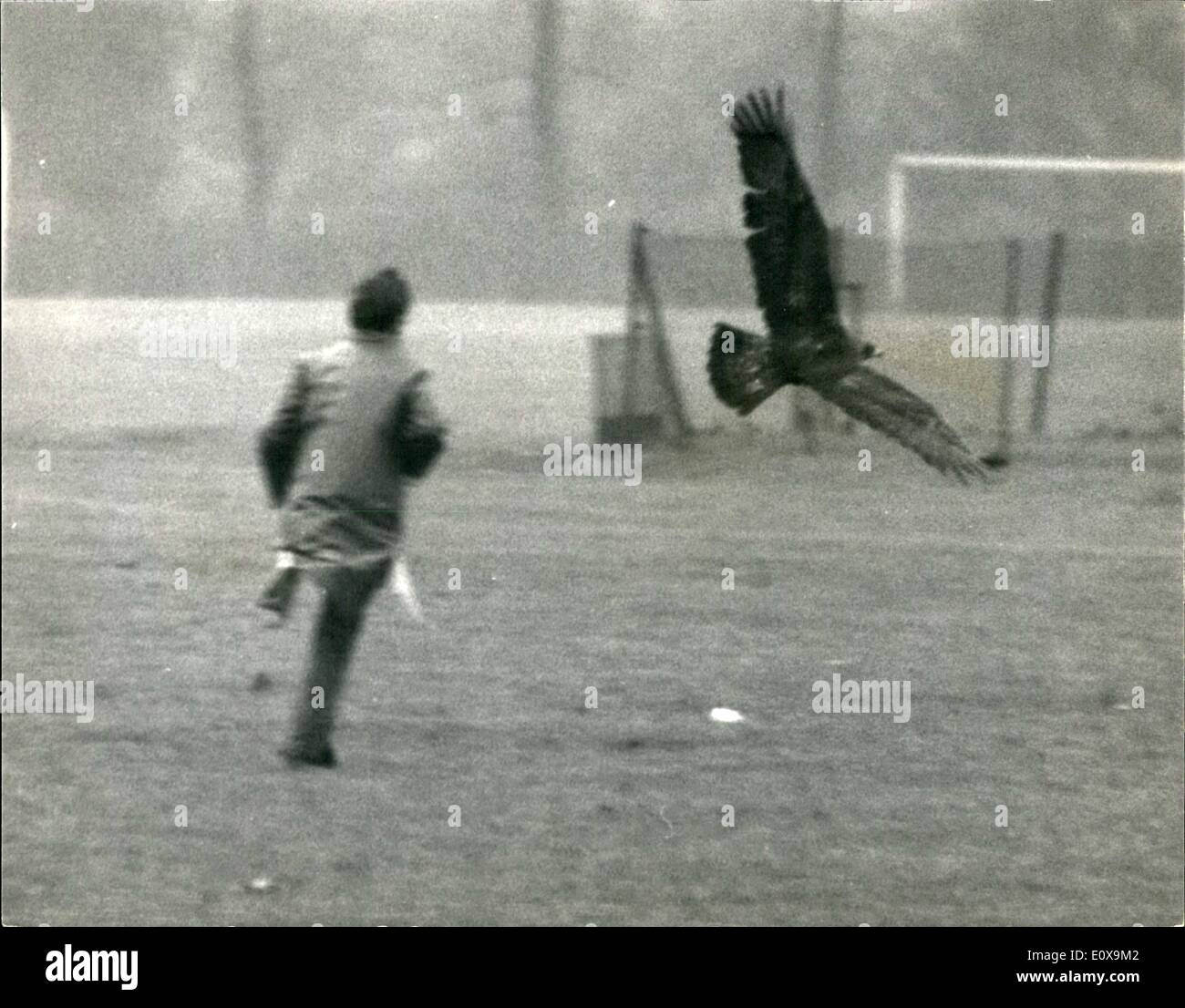 Dec 12 1965 Goldie The London Zoos Golden Eagle