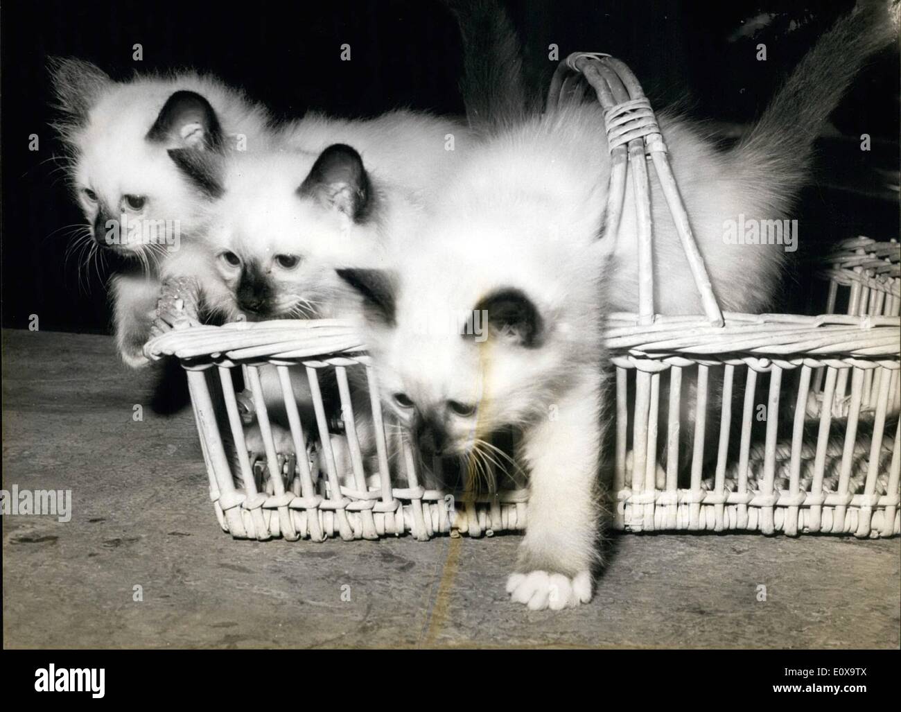 Oct. 10, 1965 - International cat show opens: The annual cat show opened at the hotel continental Paris to-day. A delighful trio of Siamese Kittens. Stock Photo
