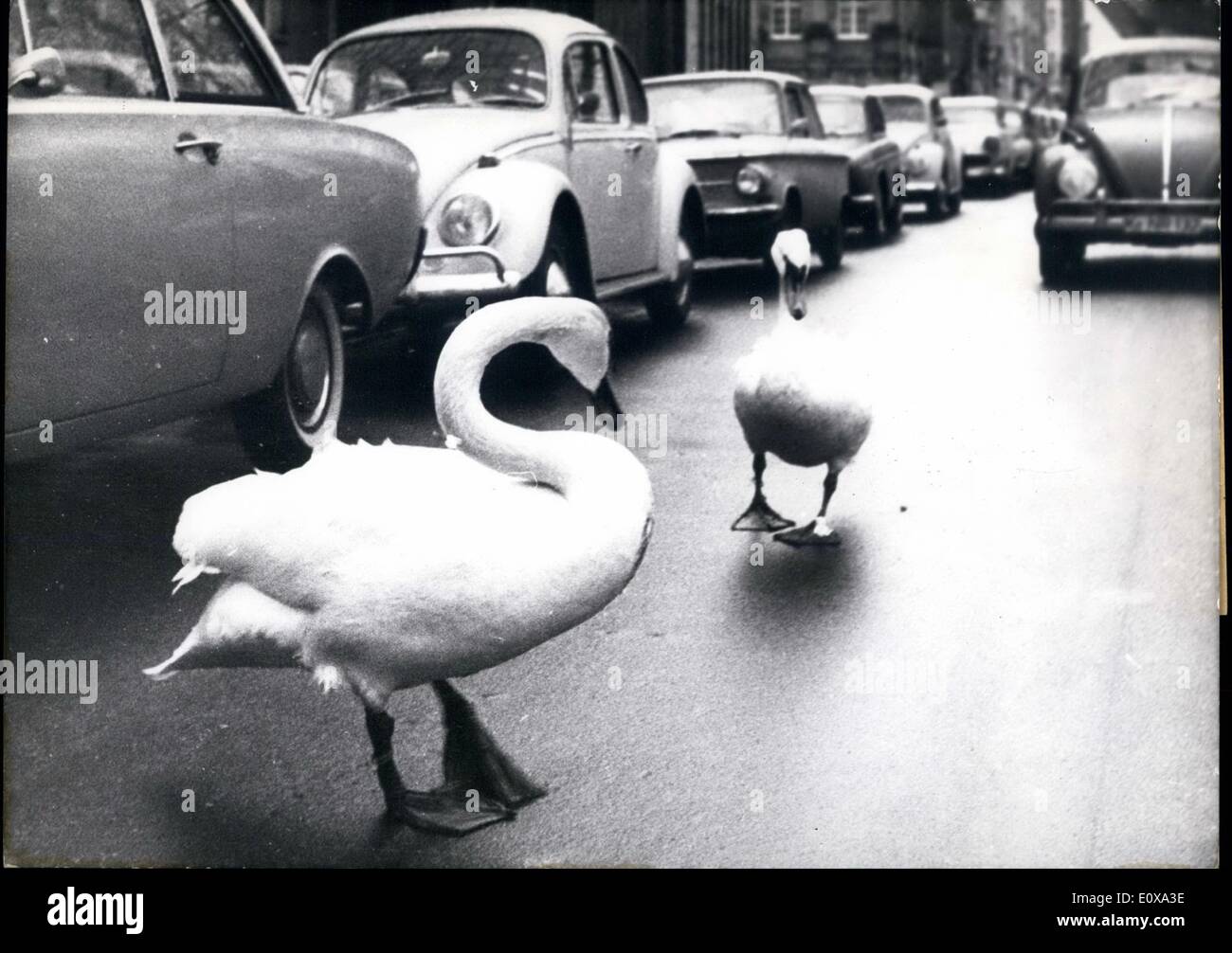 Jan. 01, 1966 - Their special liking for cars these both swans have discovered some time ago. One day they went astry during their usual walk and suddenly they were in the midst o cars in the city of Duesseldorf. Since the day the seldom couple leave its domicile every day and takes a walk in the streets of the city for one or two ours. Stock Photo