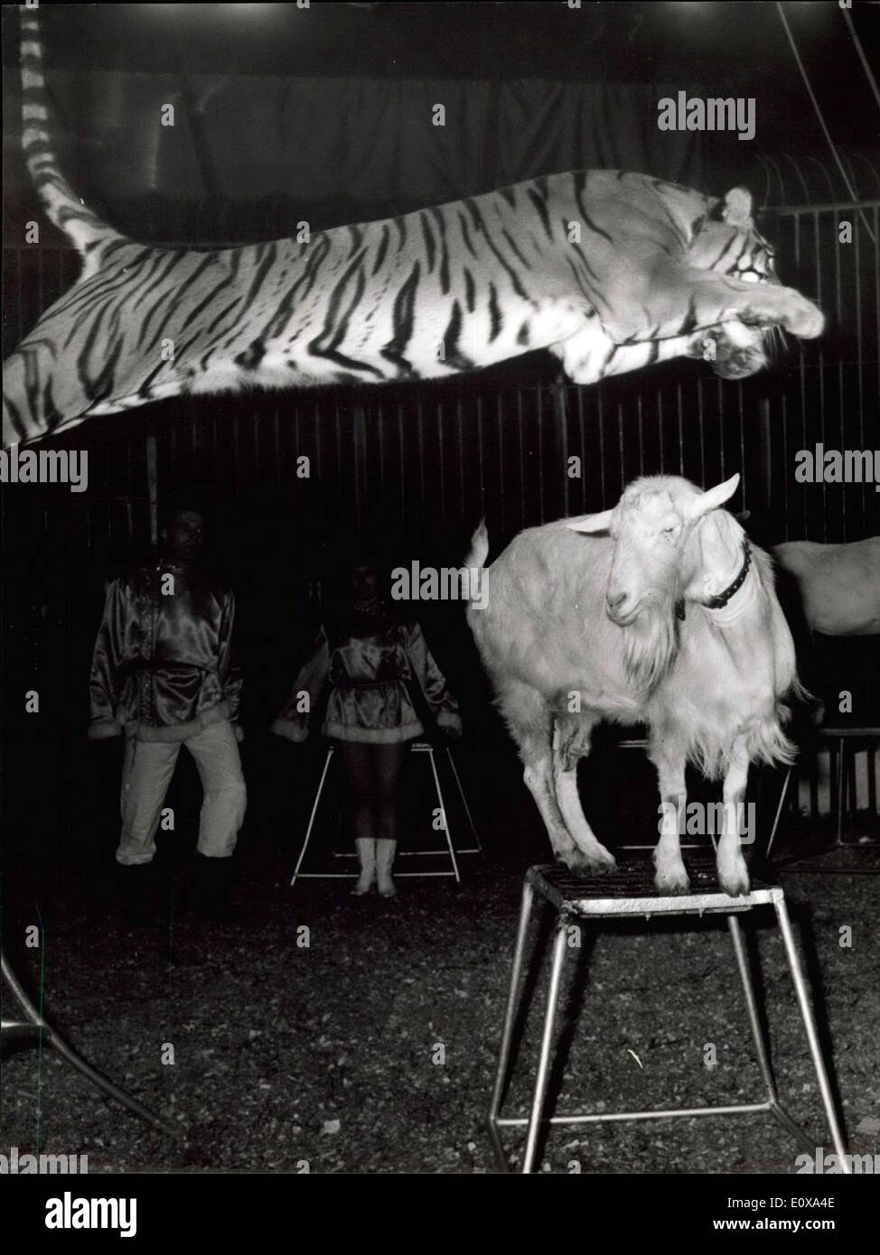 Oct. 21, 1965 - Alice, Courageous kid: One of the acts to be seen at the special performance by Orland Orfei Circus at Rome this night, was the young goat ''Alice'' that does not fear neither lions nor riger. Stock Photo