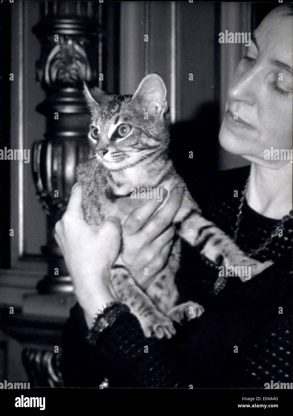 Oct. 21, 1965 - Ocelot Cat to be shown at Cat Show: A new Species of Cats, the Ocelot Cat derived from Cross Breeding of Abyssinian Cat and wild oncilla will be one of the curiosities to be seen at the 40th International Cat Show opening in Paris tomorrow. Photo shows ''Gloria'', The Ocelot Cat Pictured with her owner MME Falkena Rohrle from Holland Stock Photo