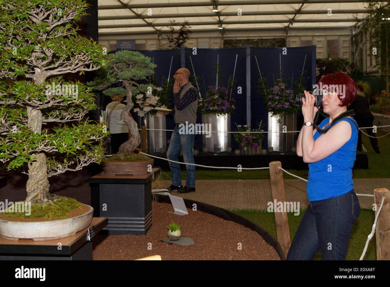 Chelsea, UK. 20th May 2014. Taking photos of the Bonsai trees at the RHS Chelsea Flower Show