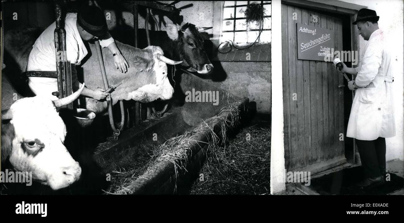 Maul und klauenseuche hi-res stock photography and images - Alamy