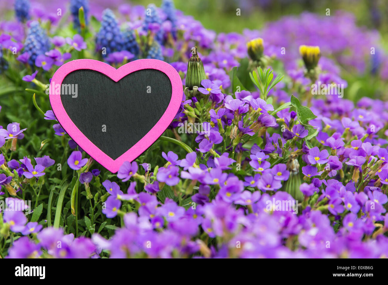 a lot of spring flowers with a pink heart Stock Photo
