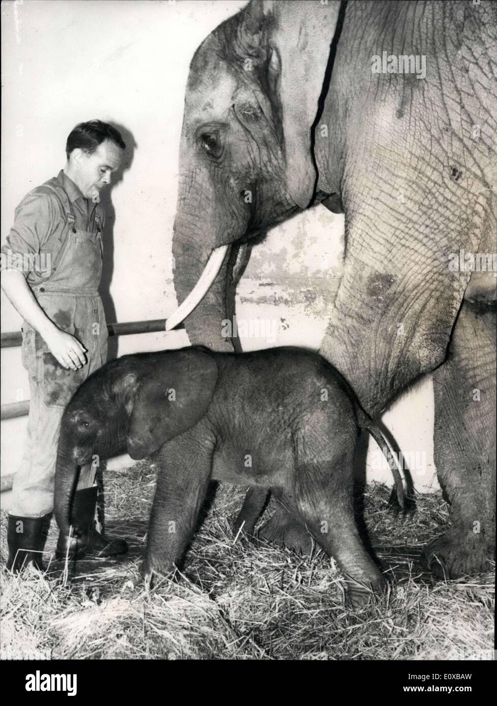 Jan. 15, 1966 - For the 3rd time in history; An african elephant was born in the zoological garden at Basel. This is only the third time that an african elephant was born outside of Africa. Photo shows proud mother elephant with her two hours old daughter. Stock Photo