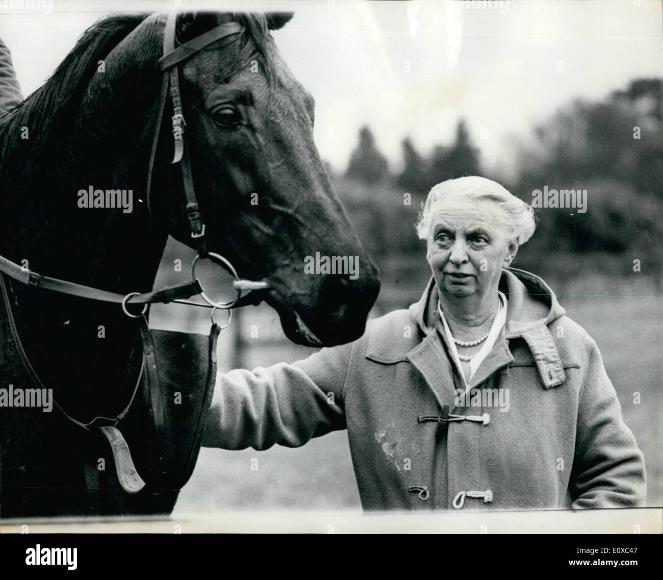 Feb. 02, 1966 - 70-YEAR-OLD WOMAN RACEHORSE TRAINER WILL TAKE LEGAL ACTION AGAINST JOCKEY CLUB STEWARDS. FLORENCE NAGIE was busy today training racehorses, as she has done for the past 28 years. But first she posted her fifth application for a trainer's licence to the Jockey club. She knows they will refuse it, just as they refused the others-BECAUSE SHE IS A WOMAN. But this time she does not mind. For on Wednesday three appeal court judges told her she could go ahead with her legal action against the Jockey club Stewards Stock Photo