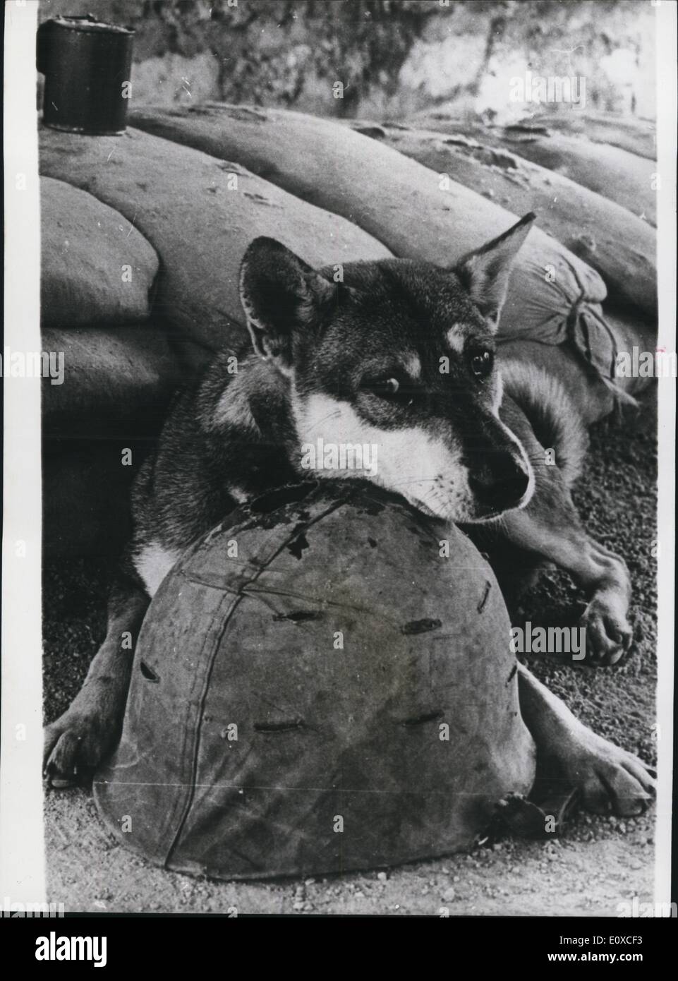 Jun. 06, 1966 - War in Vietnam. Dog Devotion: Combat - a 9-month old mascot, is pictured here as he waited for a soldier who was killed by a Viet Cong during an operation. Stock Photo