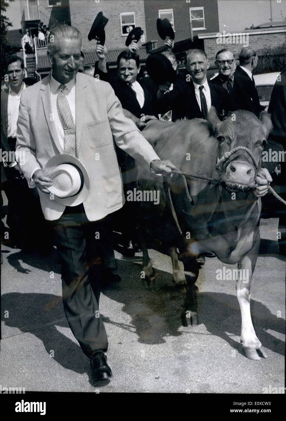Jun. 06, 1966 - Albert's retirement gift is a Cow: Albert Short6, of St. Peter's road, Hammersmith, did not want the traditional gold watch as a retirement gift from his colleagues, after his thirty years service with the Metropolitan Water Board - and he caused rather a surprise when he asked for a Guernsey cow. Mr. Short got his cow, and the presentation was made this afternoon at the Board's offices Beaver Lane, Hammersmith. For 60 year old Mr Stock Photo