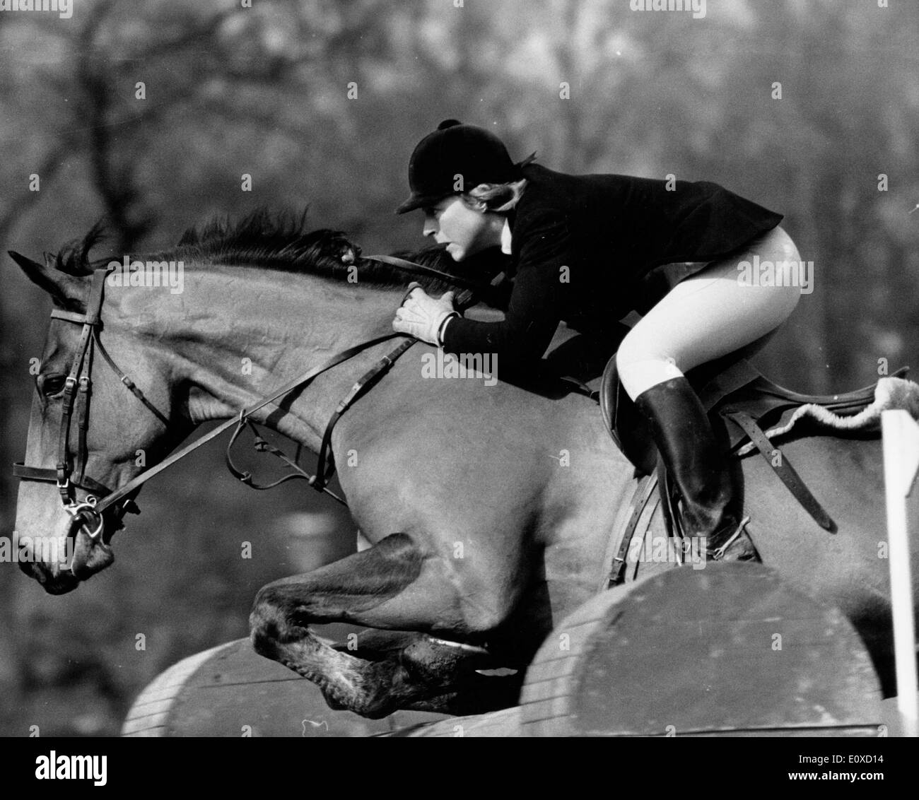World champion MARION COAKES taking one of the jumps on her horse Little Fellow Stock Photo