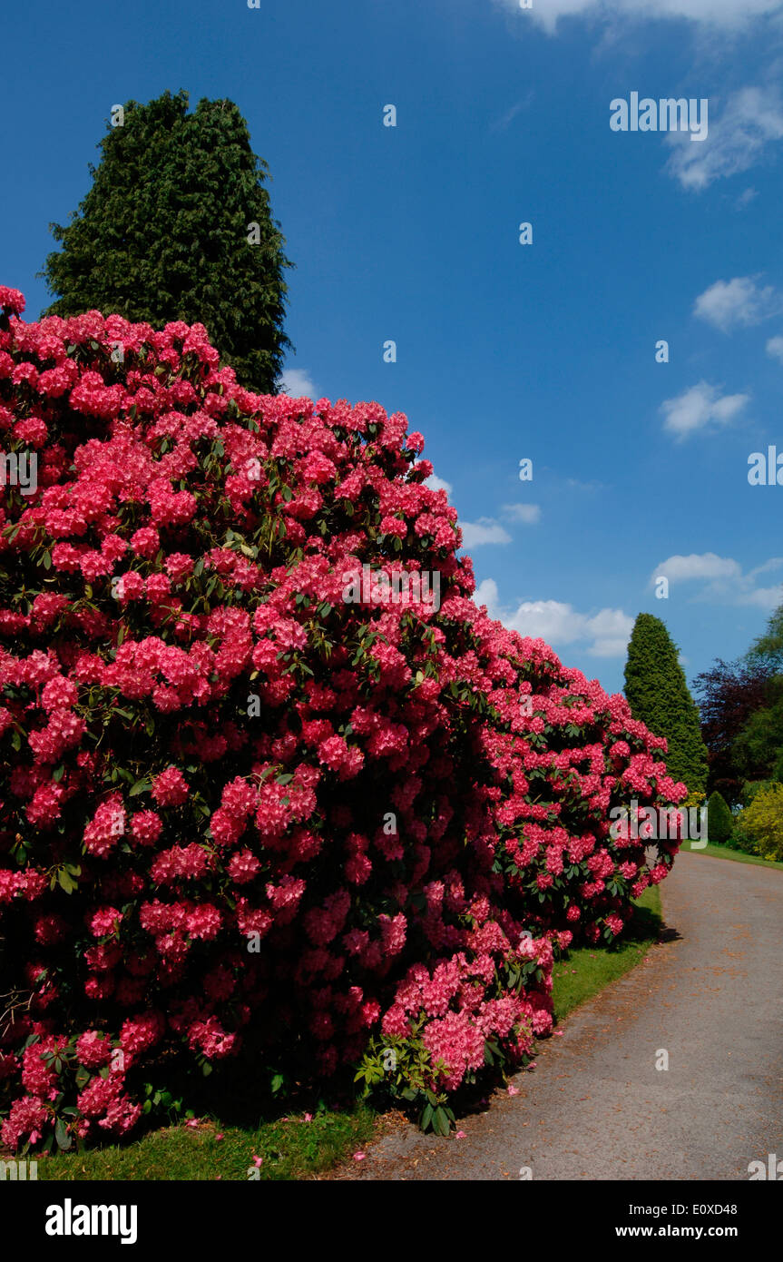 Rhododendron Bush Stock Photo