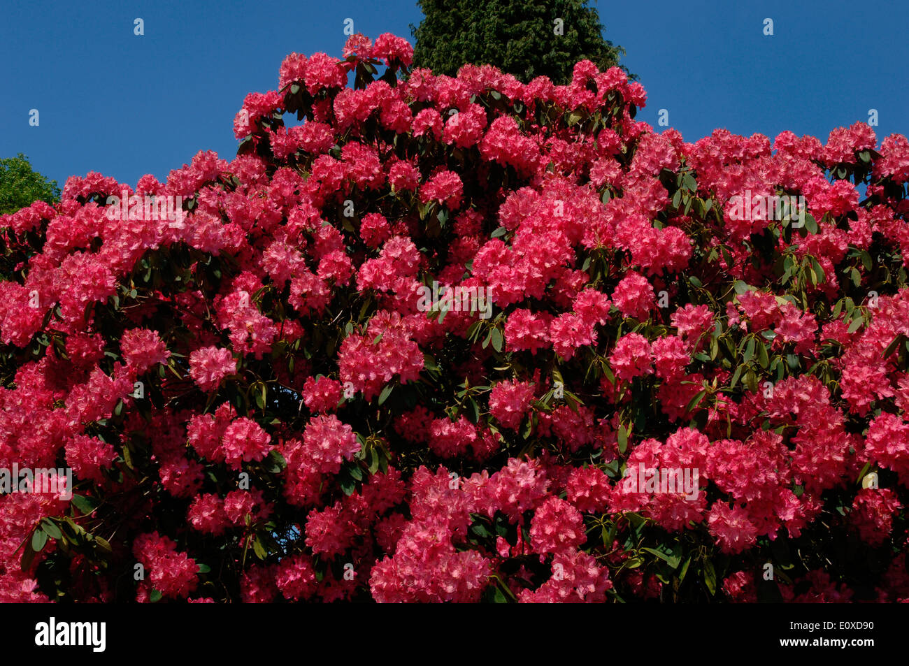 Rhododendron Bush Stock Photo