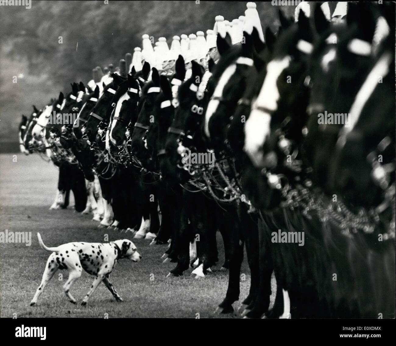 May 05, 1966 - Photo Shows:- A Loose Dog ran among the horses during today's Inspection in Ryde Park Stock Photo