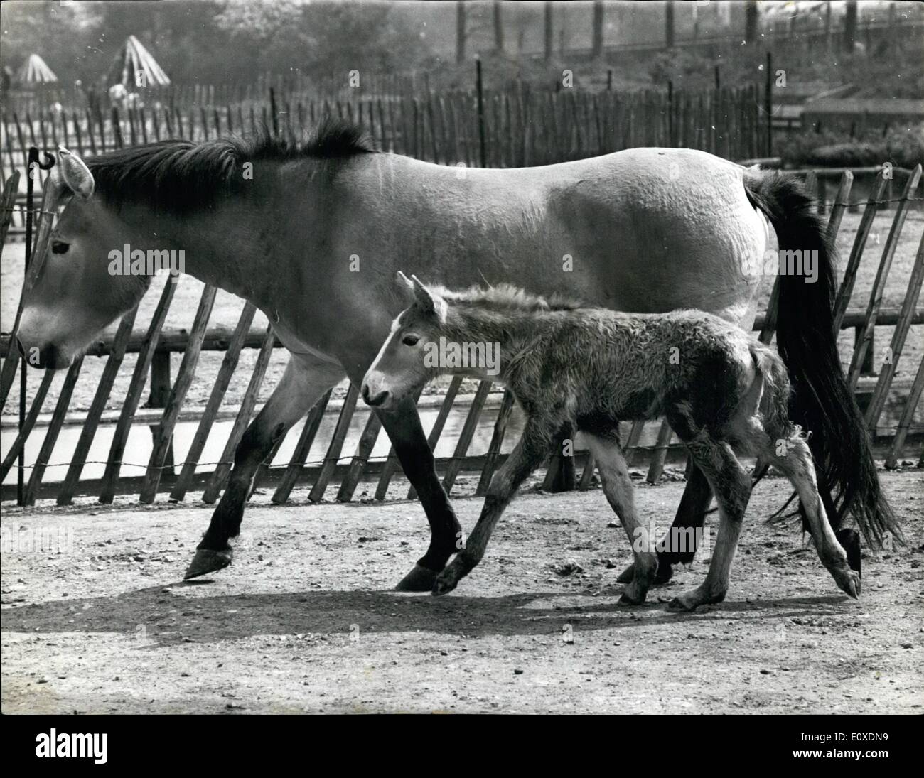 Seldom seen horse hires stock photography and images Alamy