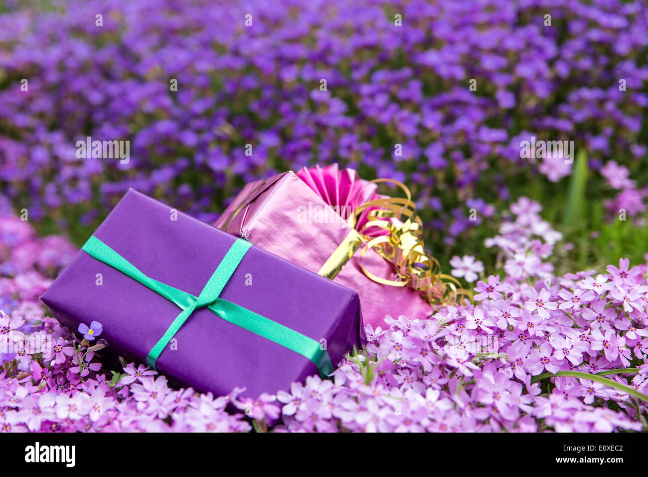 two gifts in front of a sea of purple spring blooms Stock Photo