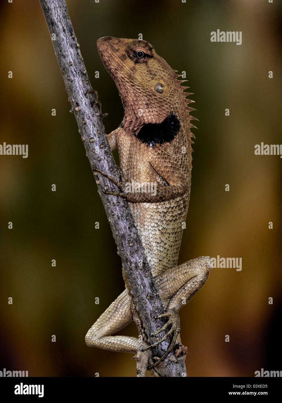 Lizard (Calotes versicolor) Thailand S. E. Asia Stock Photo
