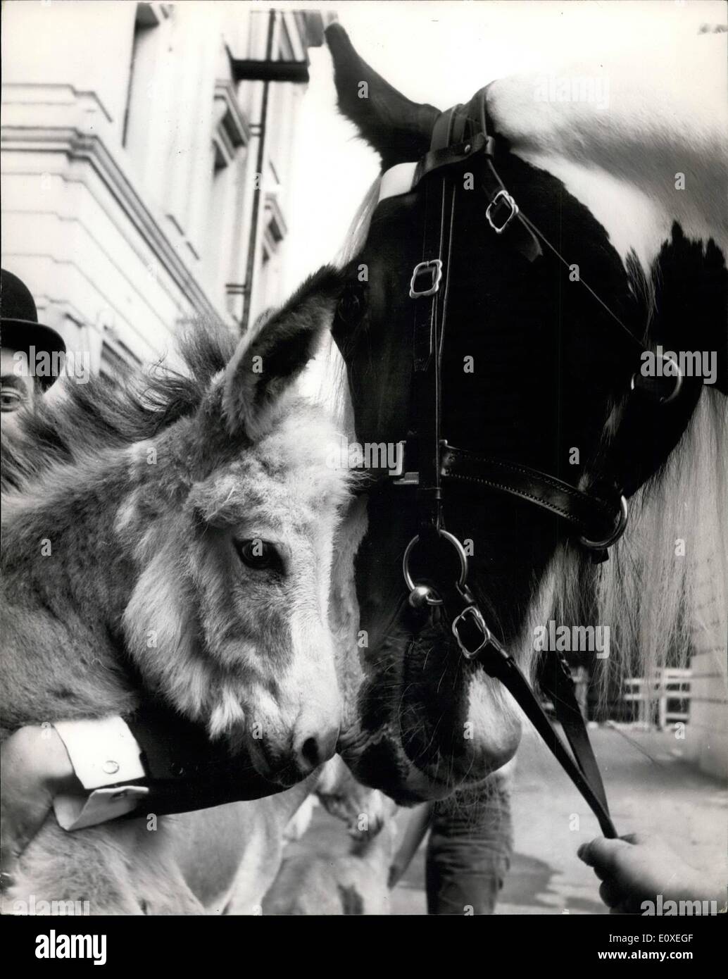 Jul. 07, 1966 - DONKEYS JOIN THE LIFEGUARDS - BUT ONLY FOR A WEEK: Wellington Barracks, the home of the Guards, has some unusual recruits. Billeted next to the glistening chargers of the Life Guards are half-a-dozen little donkeys.They have been called to the colours, for a week, to help at the market and fair in Dean's Yard, Westminster, from July 19 to 23 in connection with Westminster Abbey's 900th anniversary celebrations. It is the first time in the long history of the famous barracks that donkeys have ever been stabled there Stock Photo