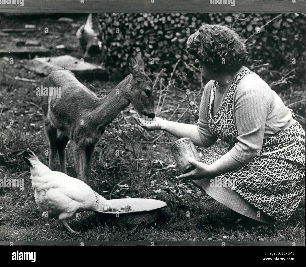 Aug. 08, 1966 - Roe Idyll: Whilst mowing grass last year, cooperative farmers wounded a little fawn. Hunters from Hradistko near Zeretice - not far from Joioni (East Bohemia) - took care of the animal and bandaged the injured leg. Mr and Mrs. Slivka took the fawn into their farmyard and nursed it back to health. In the Autumn, they set the now grown up roe free and it disappear into the woods. But to Mr. and Mrs. Slivka's surprise a month later Zuzka (which they had named her), was waiting in front of their garden fence to be let in Stock Photo