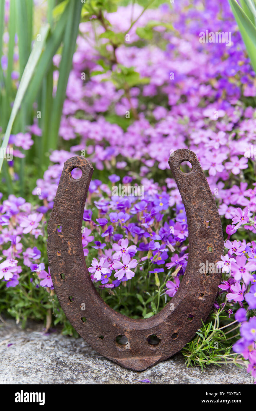 a rusty horseshoe in front of a lots of purple spring flowers Stock Photo