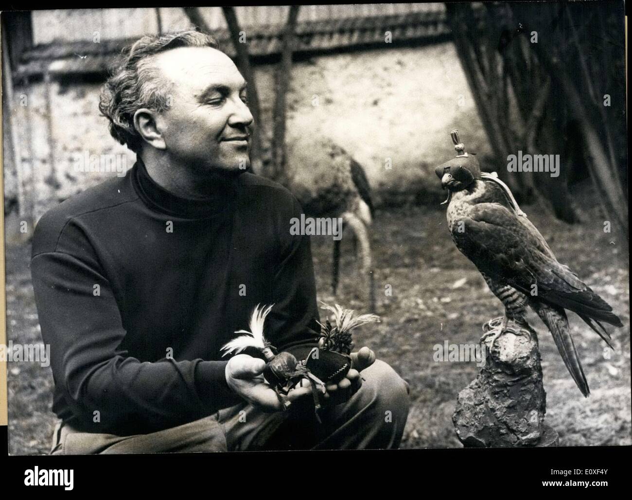 Jul. 26, 1966 - Sepp Wensauer(of Wurth) seems to be asking his falcon which helm he would prefer. Since the falcon trainer was little he had an interest in ornithology, particularly in birds of prey, which were plentiful in his region. He would nurse the injured birds he found back to health. In 1936 he joined the German Falcon Order and since then he has maintained his passion in the area. The collector's value for a falcon is between 10,000 and 20,000 DM, and even then a first-class animal is hard to come by. Stock Photo