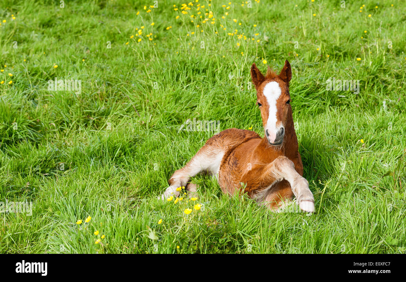 Foal, Swine Moor, Beverley, Yorkshire, UK. Stock Photo