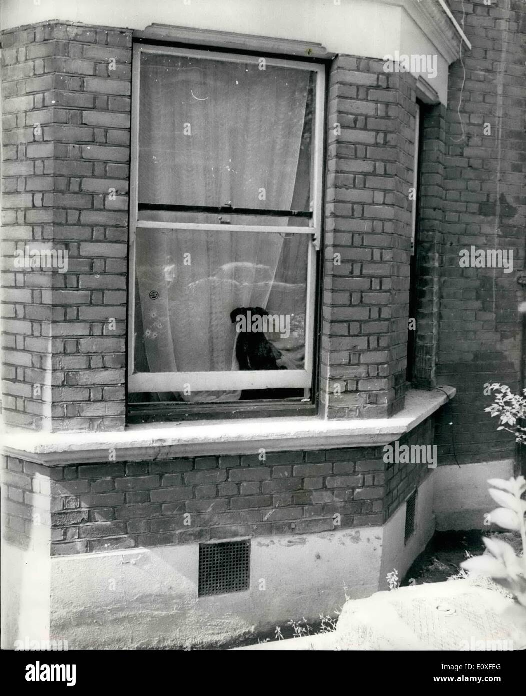 Aug. 08, 1966 - The Dog Waiting For Roberts To Came Back: The dog sitting in the widow of a ground-floor flat in Maida Vale London, is called Johnny. His owner, who is said to be very found of Johnny, left the house eight days ago and has not been back since. His name is Harry Roberts. Police who seen hunting Roberts since the shooting of three policeman in Shepherd's Rush 10 days ago, have already interviewed the woman who lives in flat 30-yeas-old Mrs. June Howard. She told them that Roberts and a woman friend, Mrs. Lilly Perry stayed there for 10 weeks before the shooting. Yesterday Mrs Stock Photo
