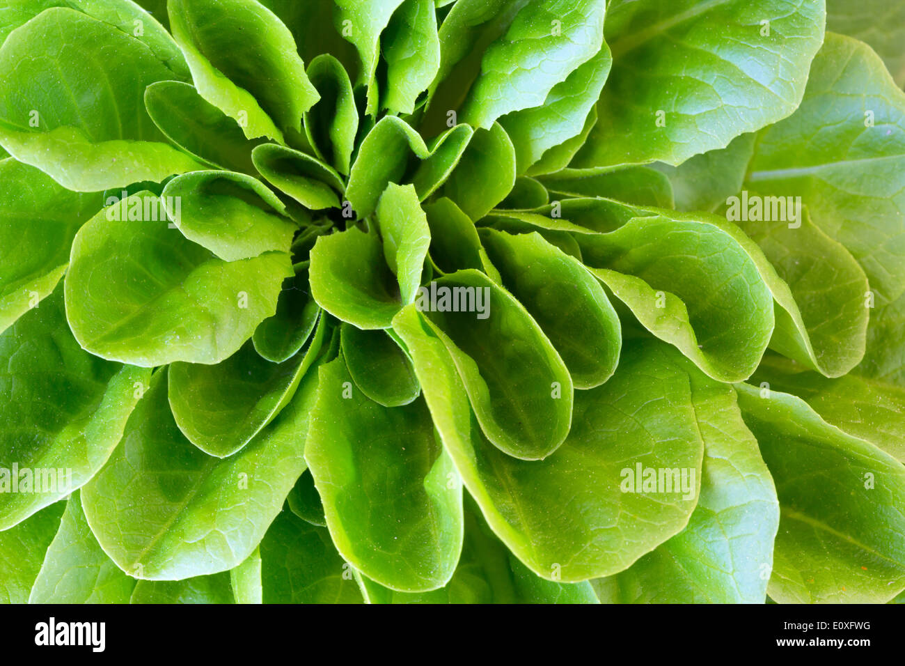 Homegrown head of lettuce Stock Photo Alamy