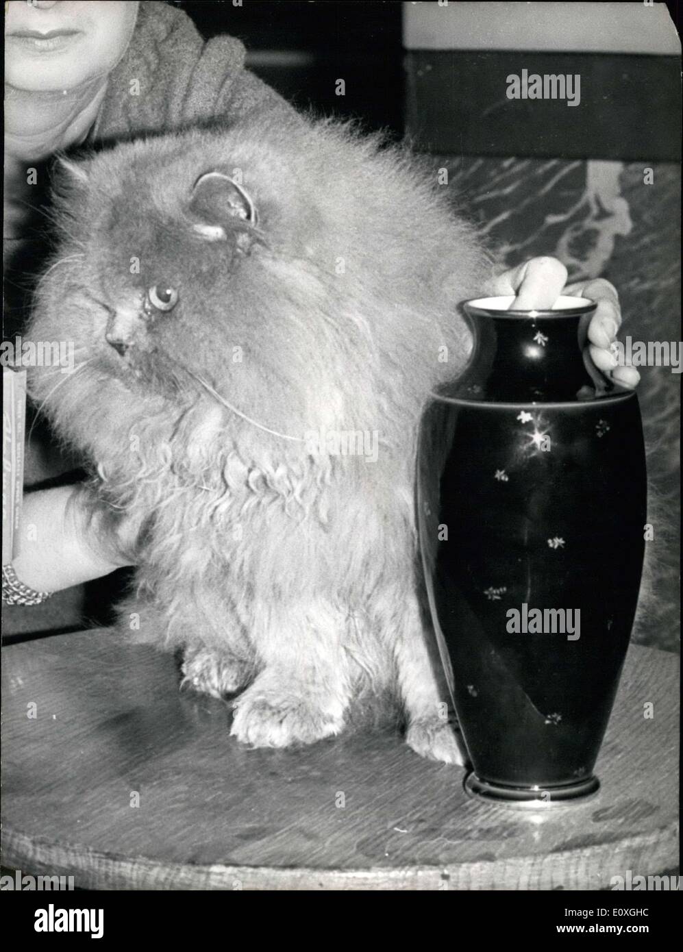 Dec. 05, 1966 - Winner of the Cat Show: ''Starlight Baron'', a Persian with Blue Eyes, 15 months old, was awarded the first prize at the International cat show in Paris yesterday.. Picture Shows: ''Starlight Baron,'' winner of the cat sow. Stock Photo