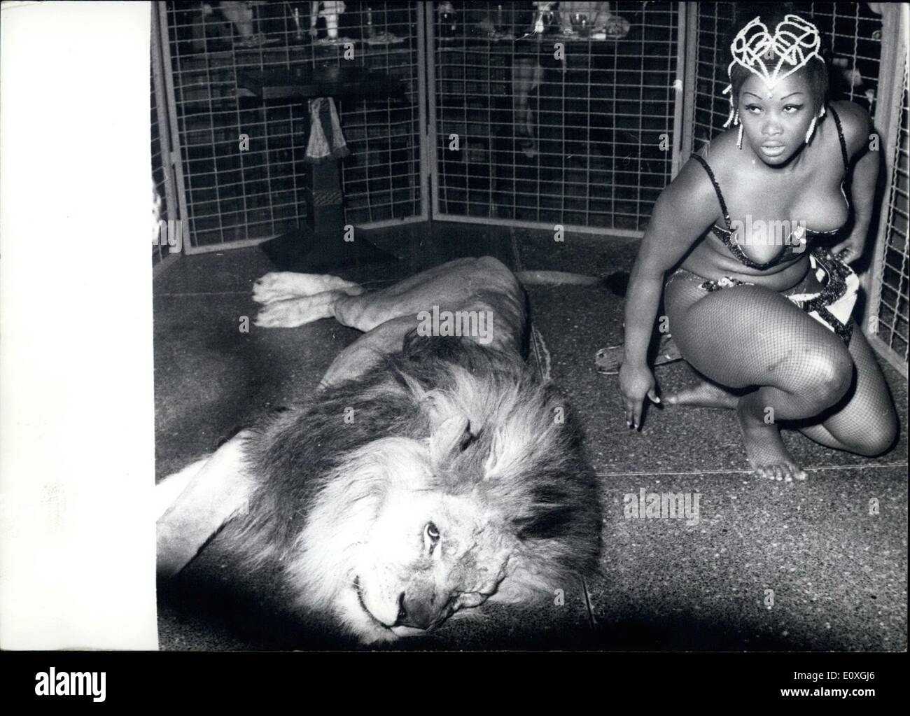 Dec. 12, 1966 - A Soft But Dangerous Pillow: ''Lady Bella'' has selected. Each evening does the artist perform in a Berlin night bar with a grown out lion! The giant is marked gentle in the presence of ''Lady Bella'' with a true patience of an angel has he ride her on his broad back and also kiss him without resistance. The animal, coming from Abessinia, is six years old and completely grown out it is at present lodging in a motor lorry at the ''Kurfurstendamm' Stock Photo