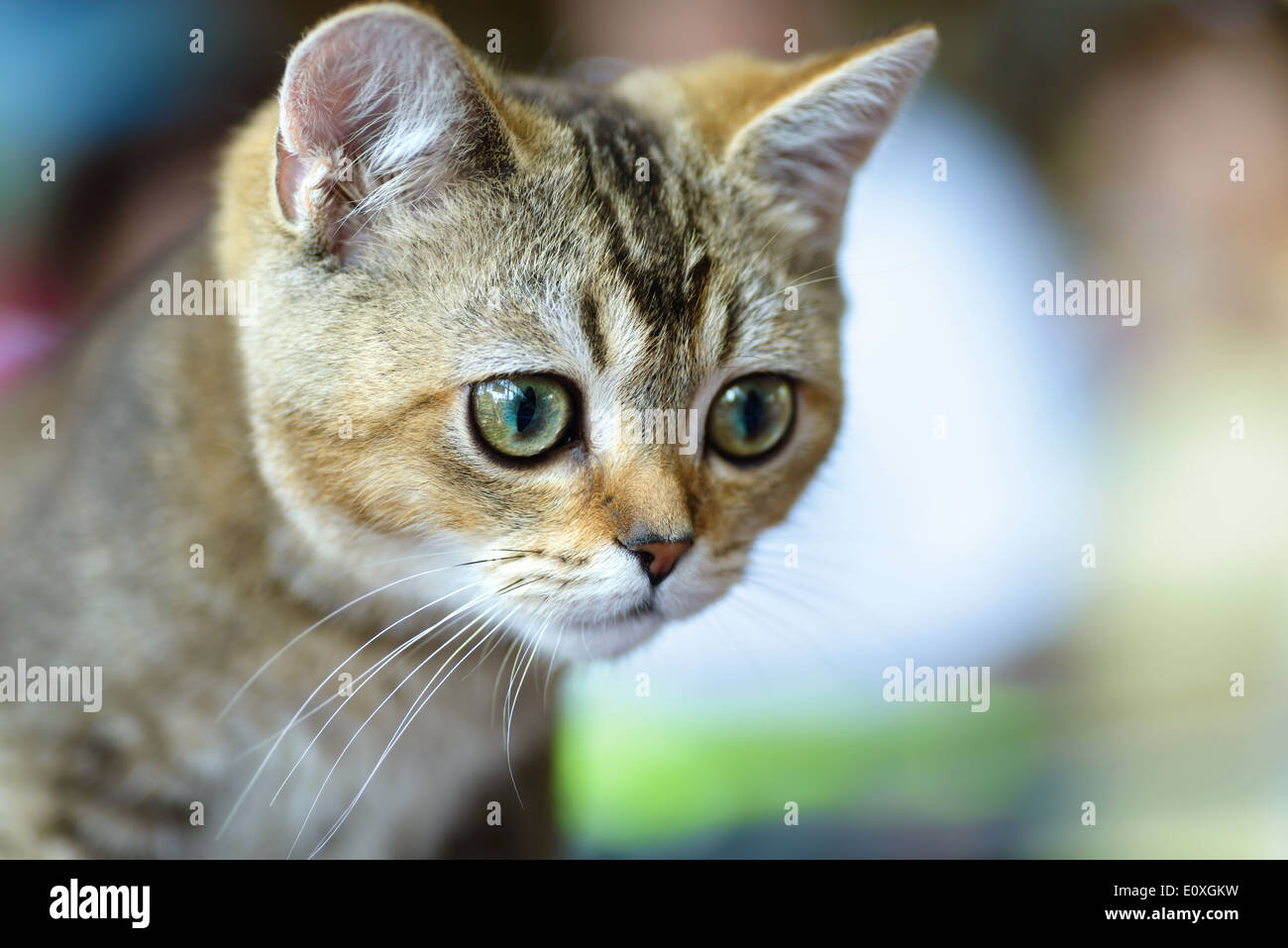 Cats and dogs: young Bengal cat, close-up portrait, selective focus, natural blurred background Stock Photo