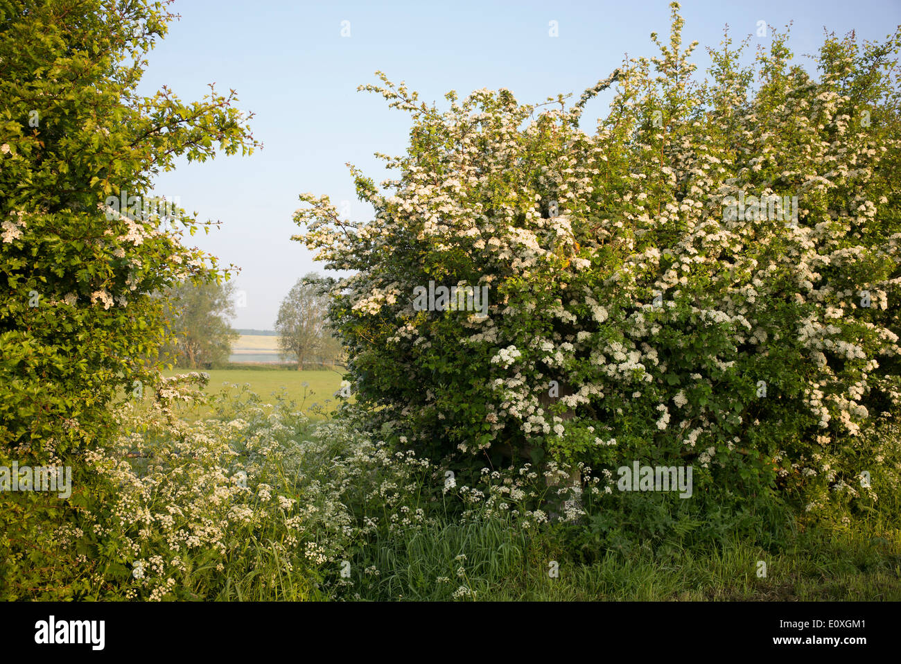 English hedgerow flowers hires stock photography and images Alamy