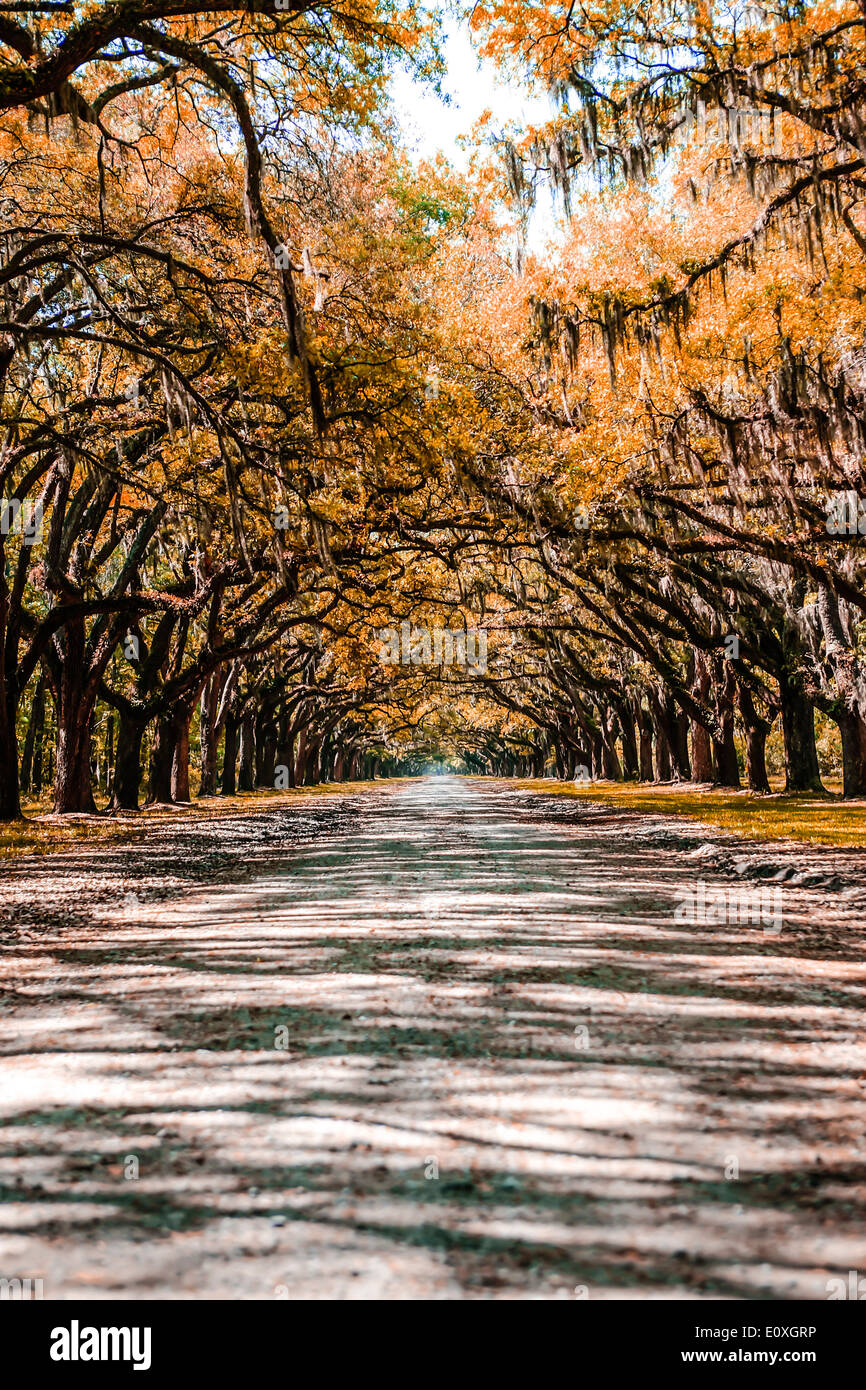 Savannah trees hires stock photography and images Alamy