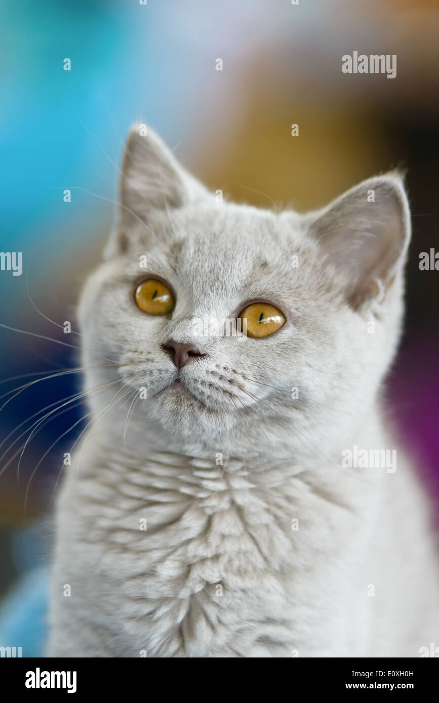 Cats and dogs light grey young British Shorthair cat close up portrait selective focus natural blurred background Stock Photo Alamy