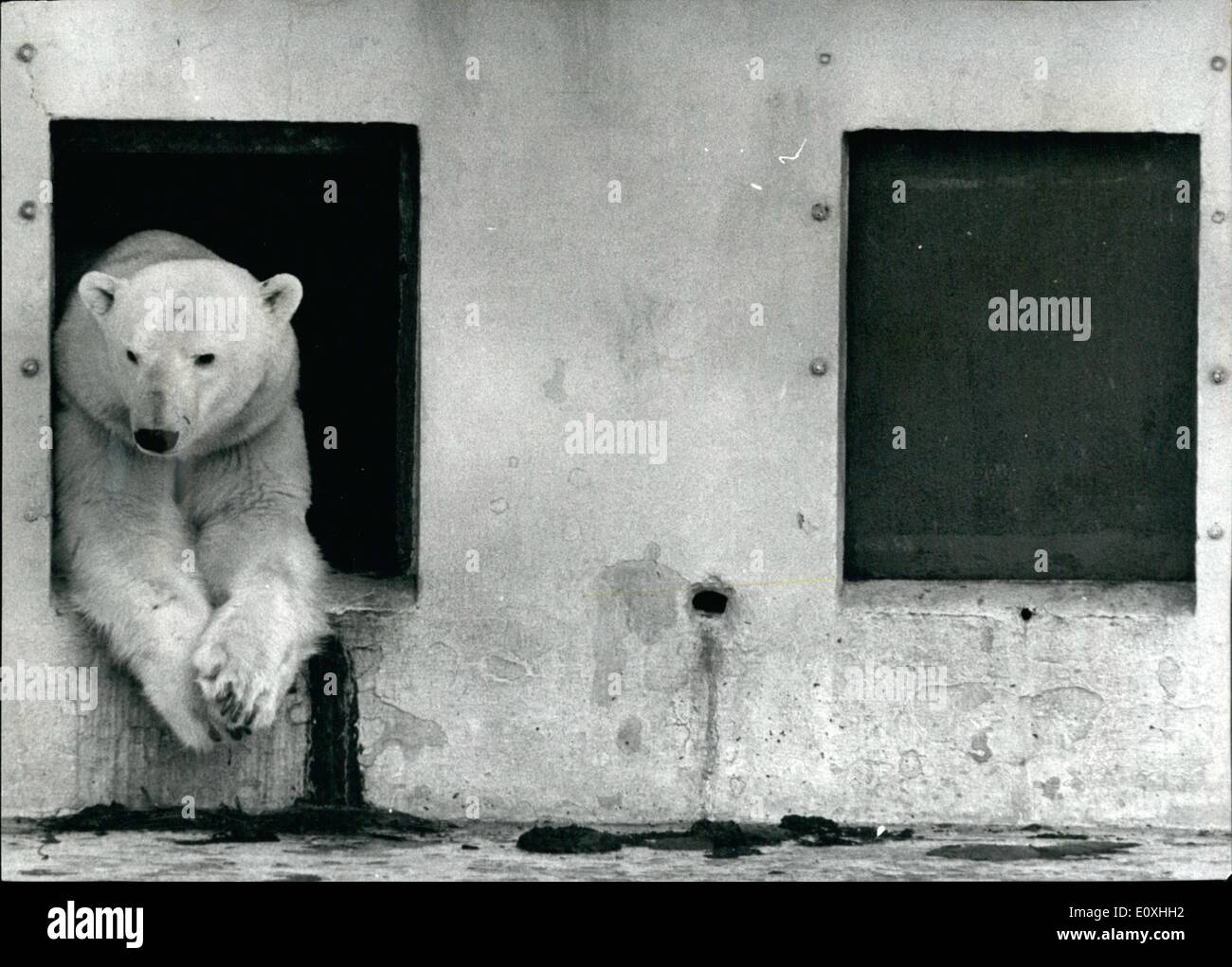 Five year old polar bear dudley zoo hi-res stock photography and images