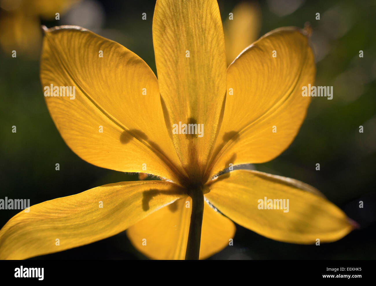 Zephyranthes 'Midas Touch