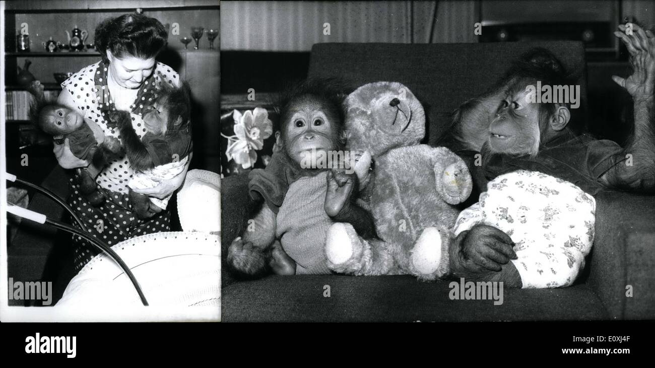 Nov. 11, 1966 - These orangutan children were cast out by their mother. ''Anak,'' born on November 21 1965 in Berlin, and ''Ani'' born on June 28, 1966, also in Berlin, seemed to be in a hopeless predicament. They need a home just like any human child, so this animal caretak Stock Photo