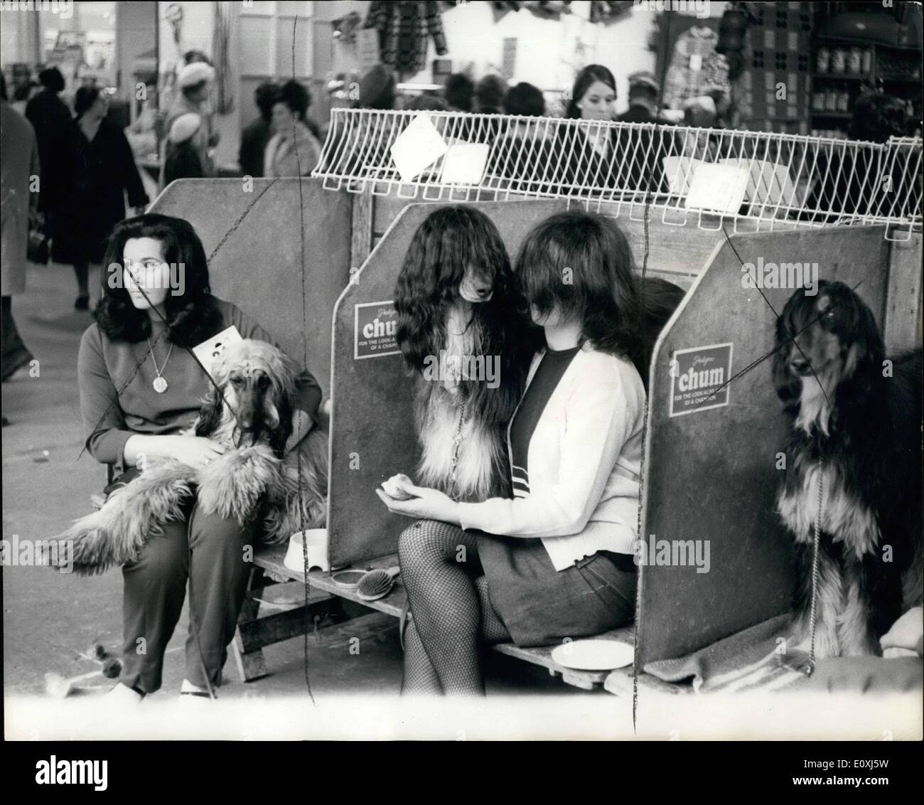 Feb. 02, 1967 - Cruft's All-Champion Dog Show Opens At Olympia: Record crowds and record exports were the summing-up at the first day of the Cruft's all-champion dog show which opened at Olympia yesterday. In all, 6,485 dogs will be shown in two days. Photo shows This afternoon hound seems to have imposed its personality on its owner as they on its owner as they sit waiting for the judging today. Stock Photo