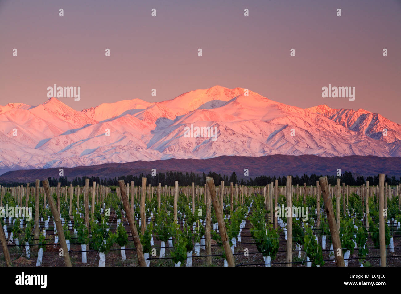 Snowcovered Plata Peak (20,341 ft.) and vineyards, near Tupungato