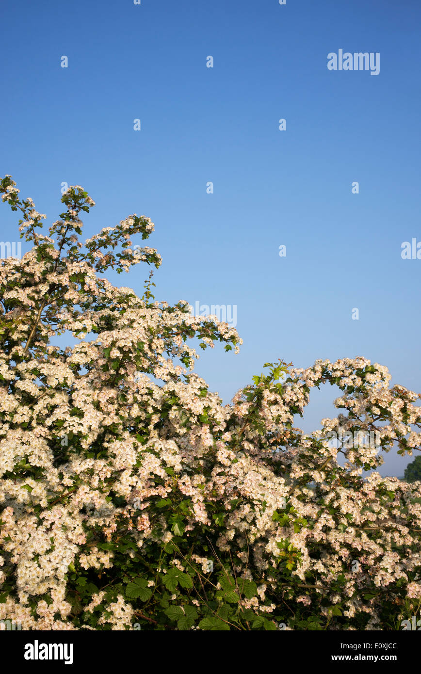 English hawthorn hi-res stock photography and images - Alamy