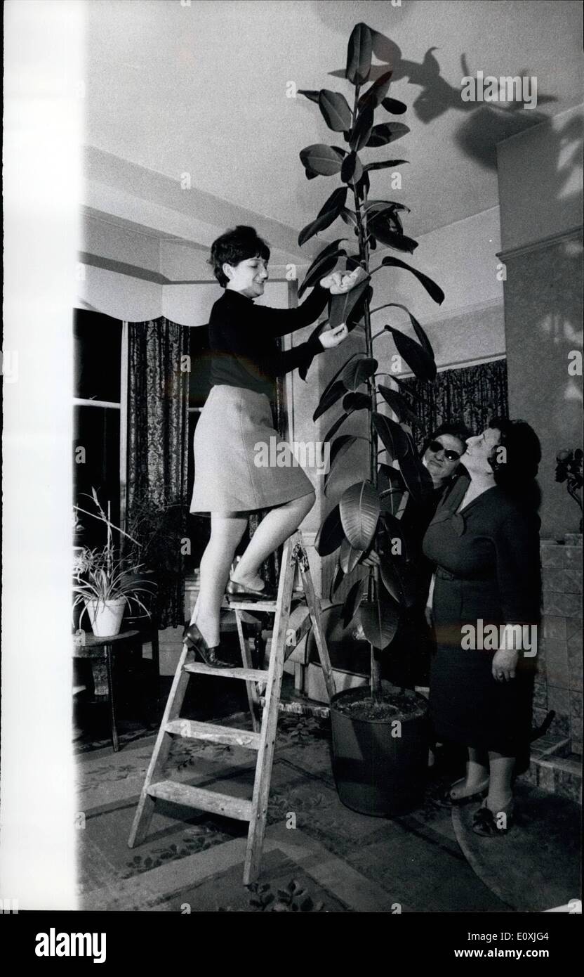 Feb. 02, 1967 - The Rueere tree plant that reaches the ceiling: Grandmother used to have an aspidistra on the sideboard, but today people who like a little bit of jungle indorses prefer the rubber plant - Latin name discus elastiea - Lily and osari Kretsasky have one in their dining room at Dinas Powis, near Cardiff, which has reached 10ft. high and euches the ceiling. Their niece, Avril Kaye, aged 18, sometimes dusts it for them but they will seeh have to decide whether to let the plant keep growing or to out it down. photo shows Avril Kaye dusting the 10ft. high rubber plant. Stock Photo