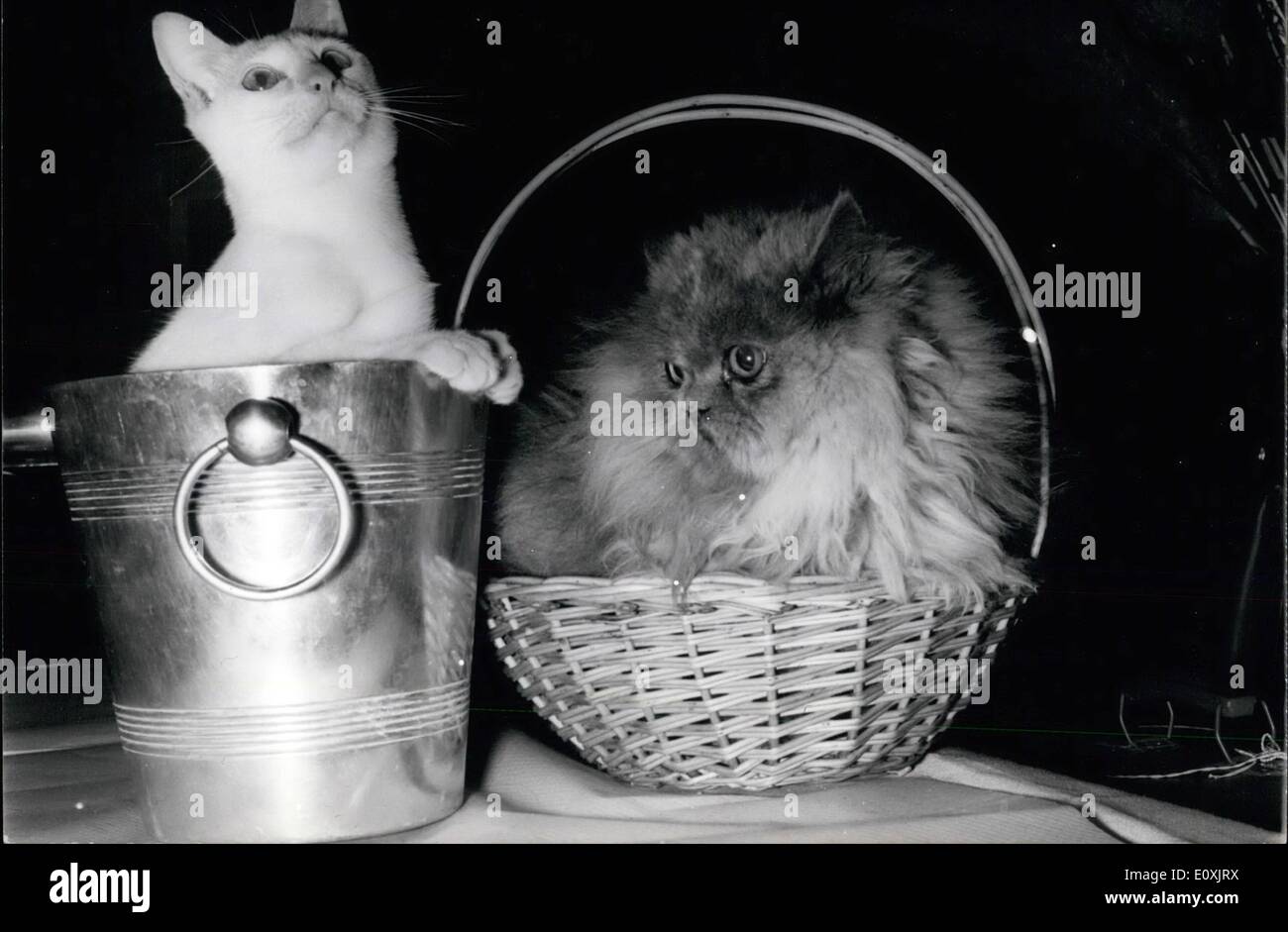 Feb. 02, 1967 - Cat Show; The annual international cat show opened at the Hotel Continentale, Paris, this morning. Photo Shows Prince Hango, a siamese pictured in a champagne bucket, next to him is Belluson Doll, A Persian. Stock Photo