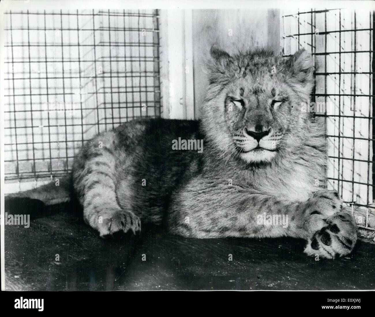 Roaring white lion hi-res stock photography and images - Alamy