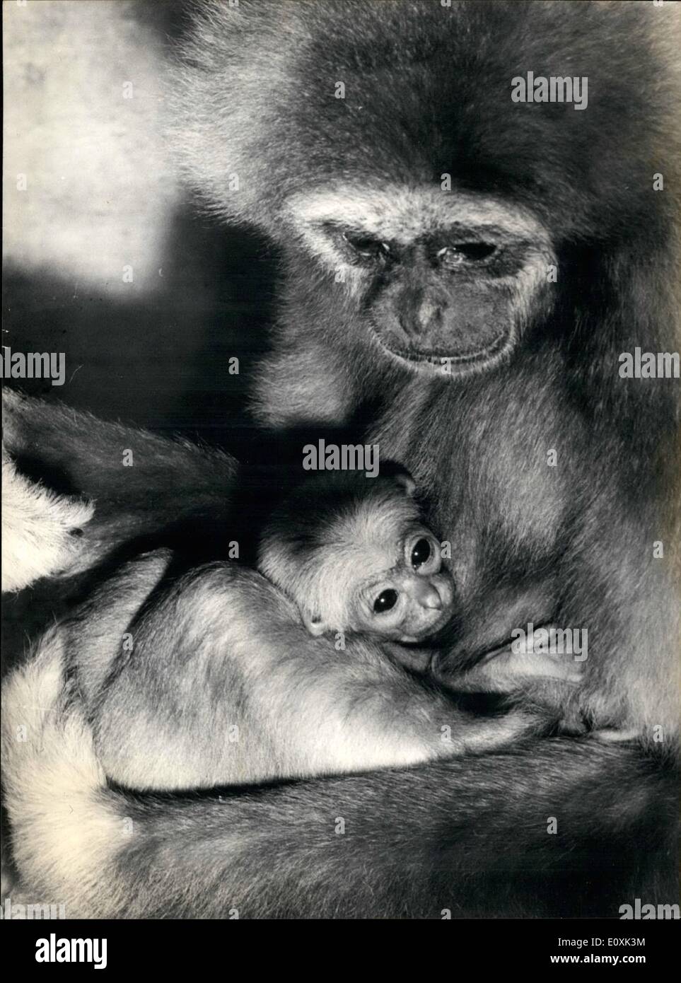 Feb. 02, 1967 - A gibbon baby at Zurich Zoo: Three days old gibbon baby at the Zurich Zoo with its mother. It is the fifth birth of a gibbon in Zurich the baby got the name ''Lima'' which means five in Malayan. Stock Photo